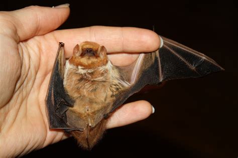 The Impact of Climate Change on the Spoder Witch Bat